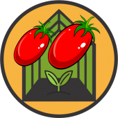 Seminte de tomate alungite, rosii prunisoara