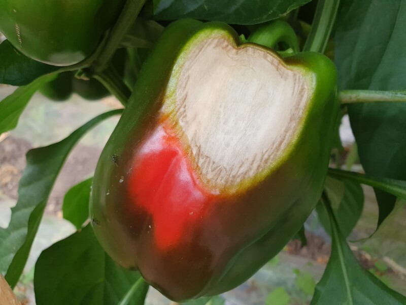 Arsurile solare la culturile horticole. Metode eficiente de prevenire