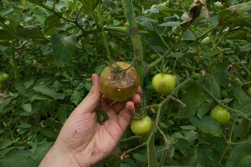 Principalele boli ale tomatelor