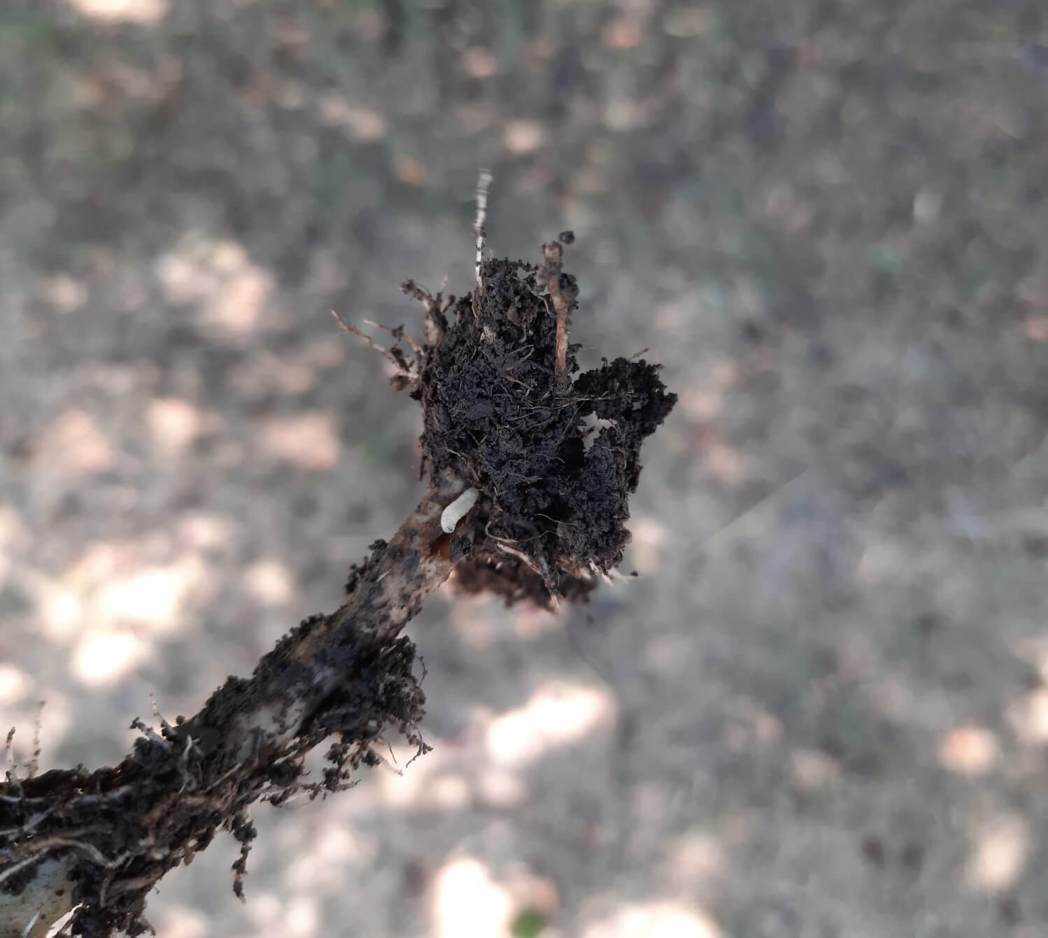 Delia platura sau musca rasadului