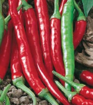 DE CAYENNE HOBBY