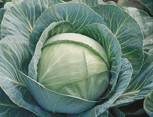 KILAHERB F1