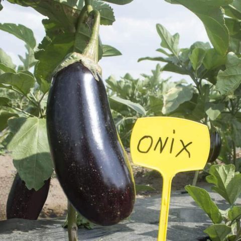 ONYX F1