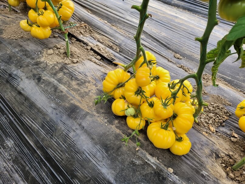 MONTE YELLOW F1 