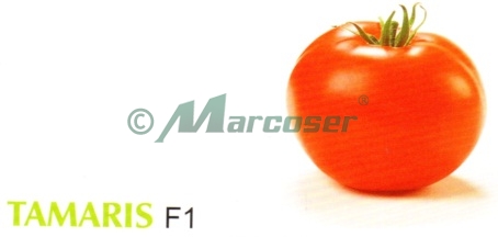 TAMARIS F1